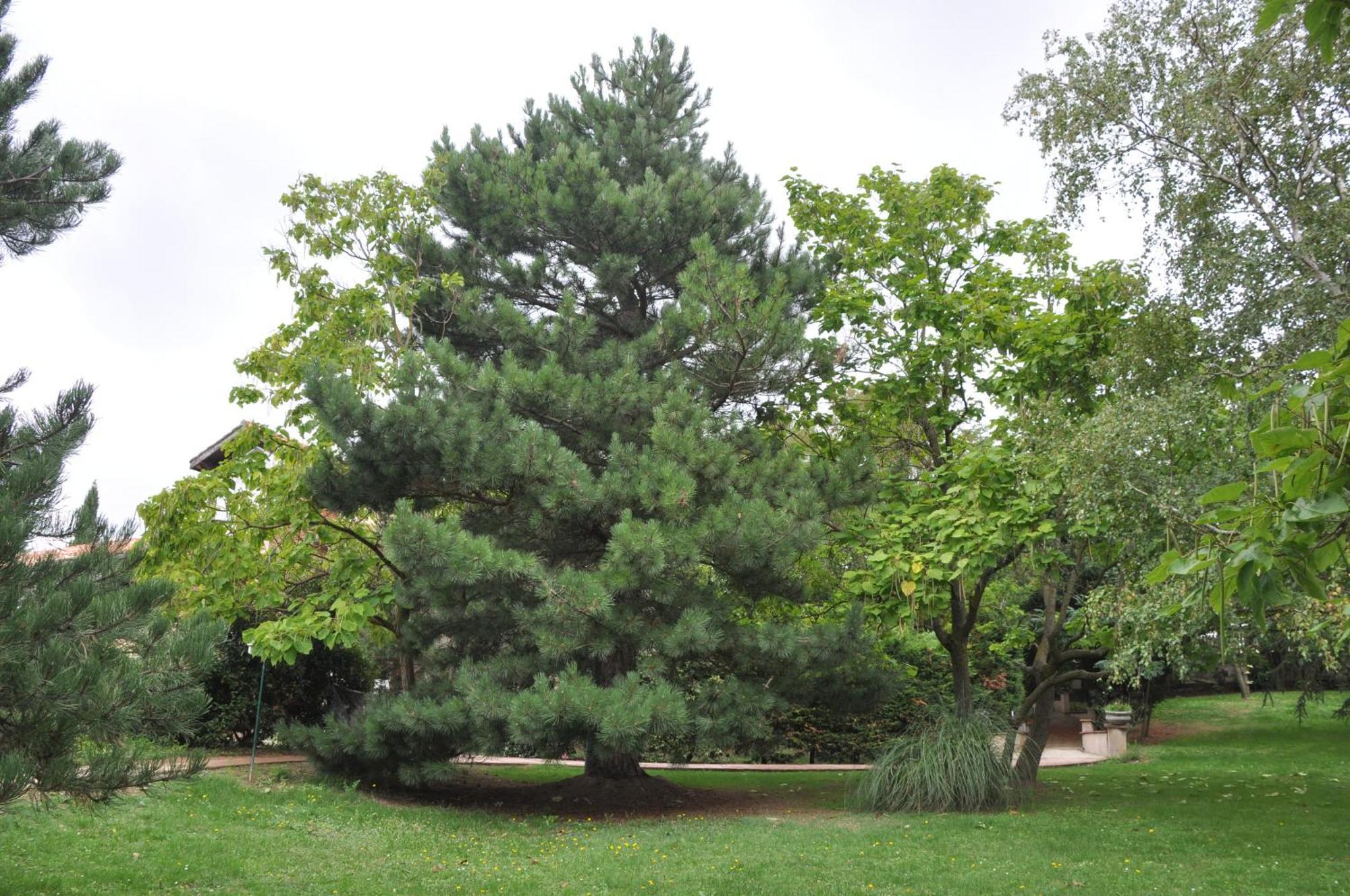 Montgaillard-Lauragais Domaine De Hurlevent מראה חיצוני תמונה